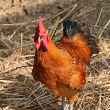 林下散養(yǎng)小公雞